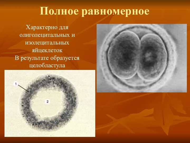 Полное равномерное Характерно для олиголецитальных и изолецитальных яйцеклеток В результате образуется целобластула