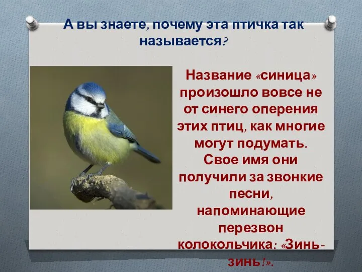 А вы знаете, почему эта птичка так называется? Название «синица» произошло