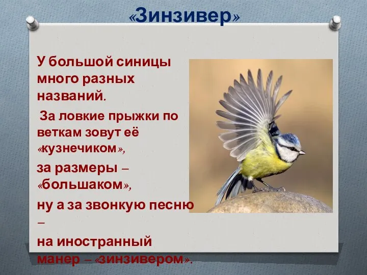 «Зинзивер» У большой синицы много разных названий. За ловкие прыжки по