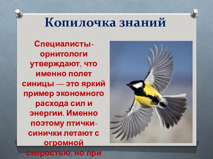 Копилочка знаний Специалисты-орнитологи утверждают, что именно полет синицы — это яркий