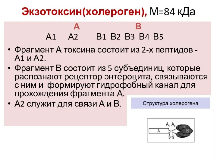 Экзотоксин(холероген), М=84 кДа А В А1 А2 В1 В2 В3 В4