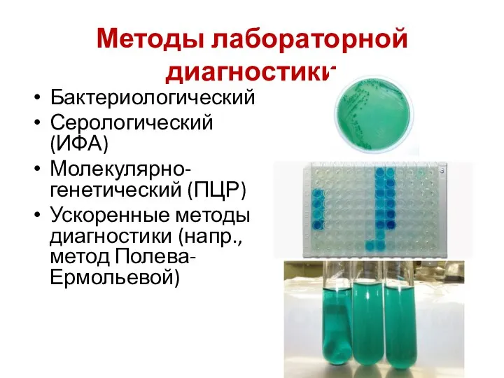 Методы лабораторной диагностики Бактериологический Серологический (ИФА) Молекулярно-генетический (ПЦР) Ускоренные методы диагностики (напр., метод Полева-Ермольевой)