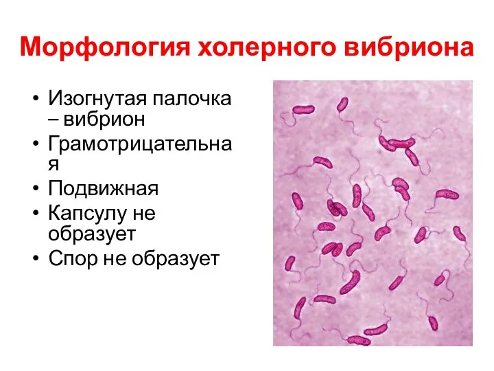 Морфология холерного вибриона Изогнутая палочка – вибрион Грамотрицательная Подвижная Капсулу не образует Спор не образует