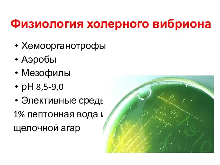 Физиология холерного вибриона Хемоорганотрофы Аэробы Мезофилы рН 8,5-9,0 Элективные среды: 1% пептонная вода и щелочной агар