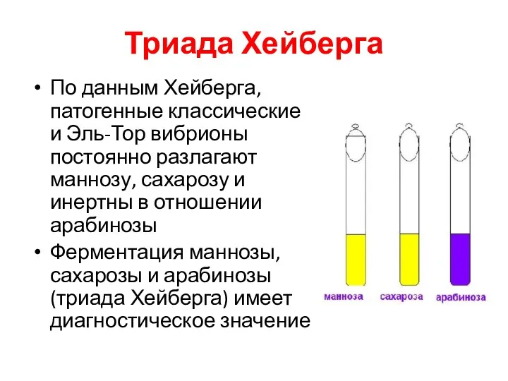 Триада Хейберга По данным Хейберга, патогенные классические и Эль-Тор вибрионы постоянно