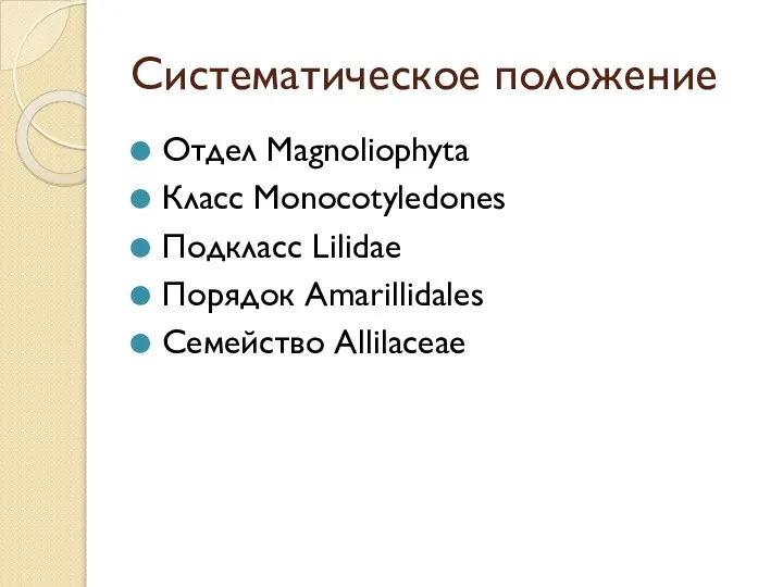 Систематическое положение Отдел Magnoliophyta Класс Monocotyledones Подкласс Lilidae Порядок Amarillidales Семейство Allilaceae