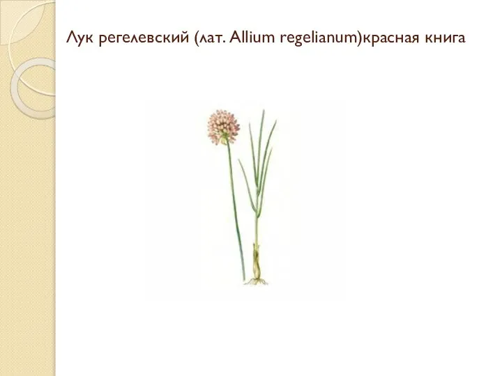 Лук регелевский (лат. Allium regelianum)красная книга