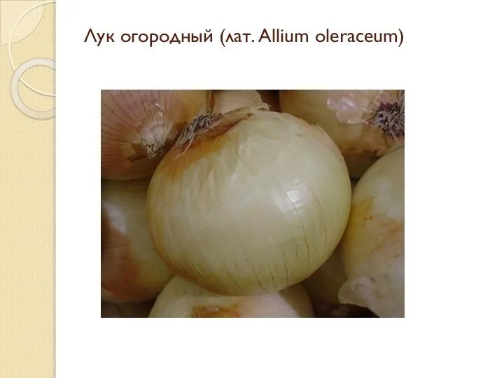 Лук огородный (лат. Allium oleraceum)