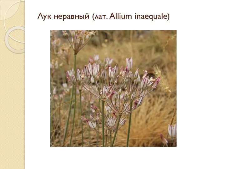 Лук неравный (лат. Allium inaequale)