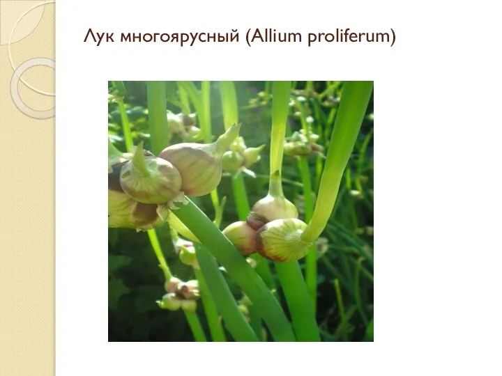 Лук многоярусный (Аllium proliferum)