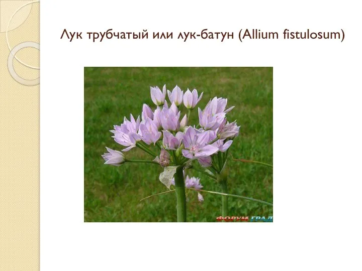 Лук трубчатый или лук-батун (Allium fistulosum)