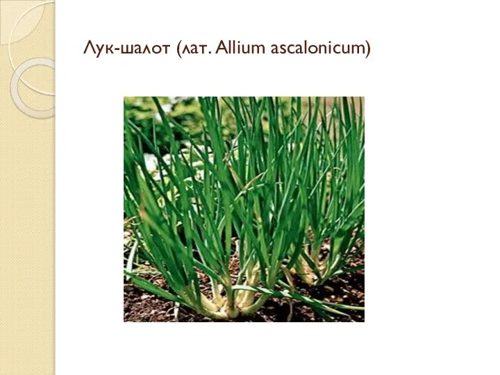 Лук-шалот (лат. Allium ascalonicum)