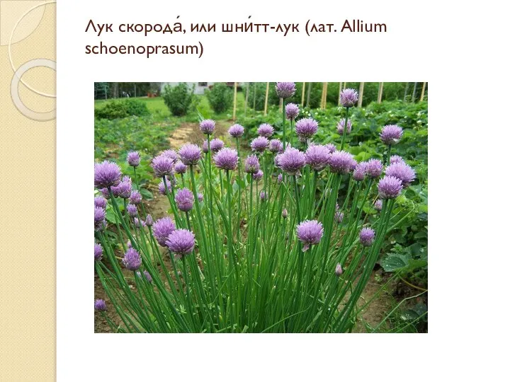 Лук скорода́, или шни́тт-лук (лат. Аllium schoenoprasum)