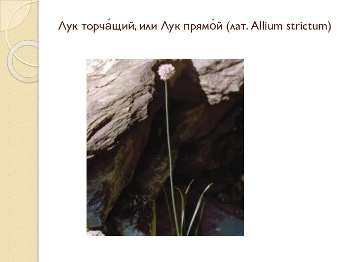 Лук торча́щий, или Лук прямо́й (лат. Аllium strictum)