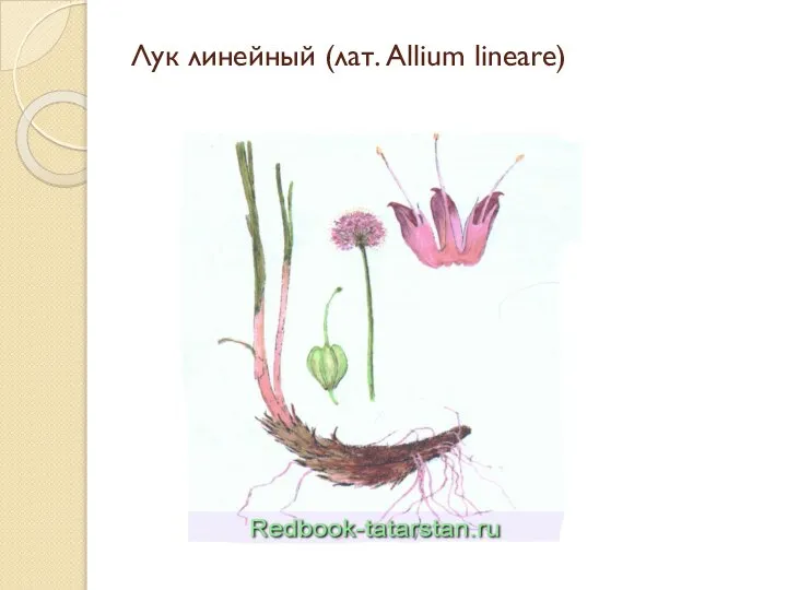 Лук линейный (лат. Allium lineare)