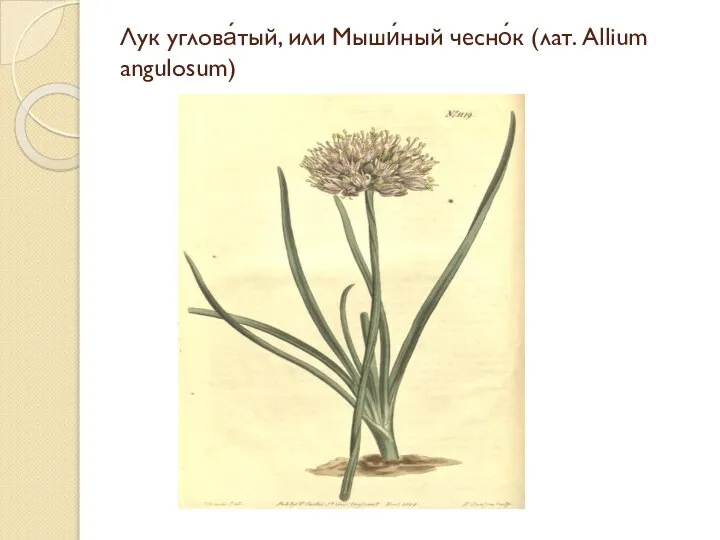 Лук углова́тый, или Мыши́ный чесно́к (лат. Allium angulosum)