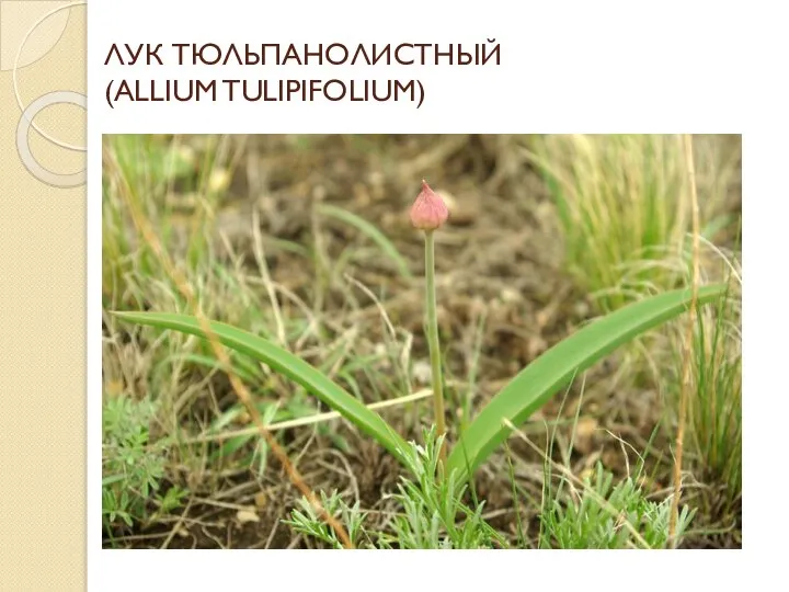 ЛУК ТЮЛЬПАНОЛИСТНЫЙ (ALLIUM TULIPIFOLIUM)