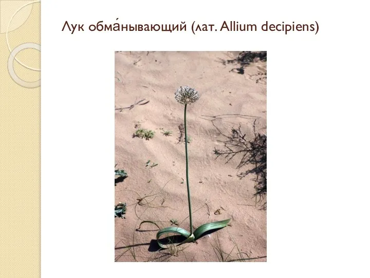 Лук обма́нывающий (лат. Allium decipiens)