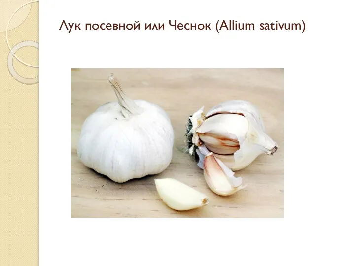 Лук посевной или Чеснок (Allium sativum)