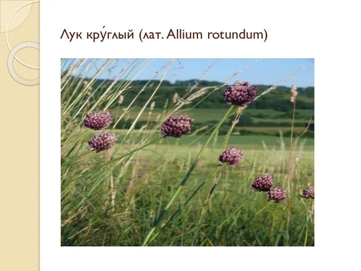 Лук кру́глый (лат. Allium rotundum)