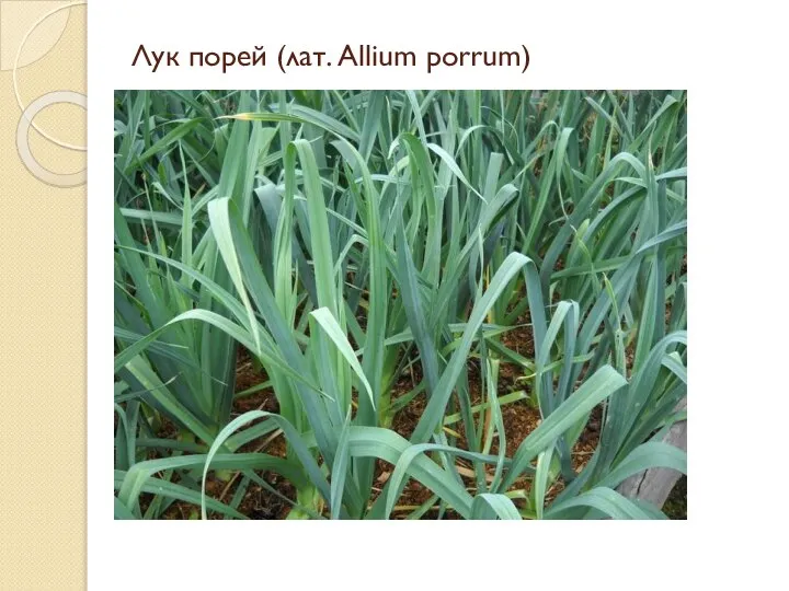 Лук порей (лат. Allium porrum)