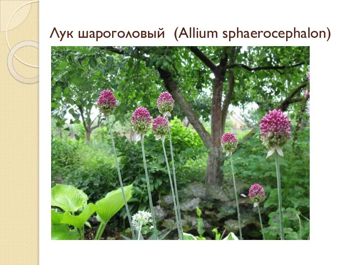 Лук шароголовый (Allium sphaerocephalon)