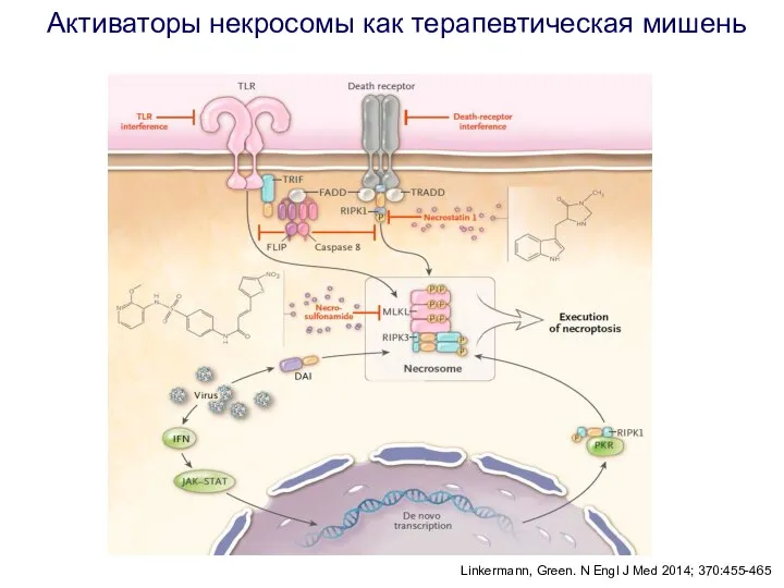 Linkermann, Green. N Engl J Med 2014; 370:455-465 Активаторы некросомы как терапевтическая мишень