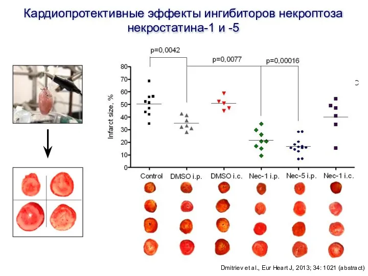 Кардиопротективные эффекты ингибиторов некроптоза некростатина-1 и -5 Dmitriev et al., Eur