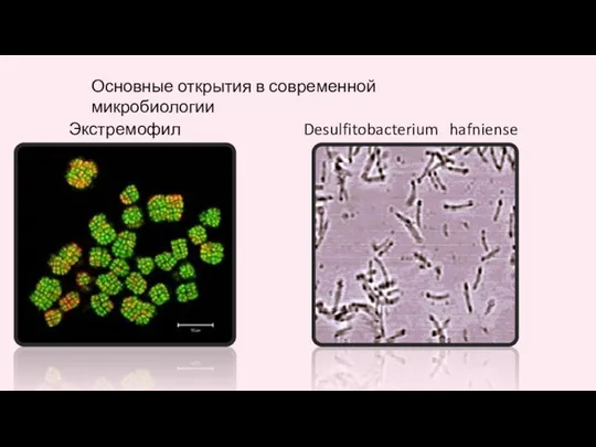 Основные открытия в современной микробиологии Экстремофилы Desulfitobacterium hafniense