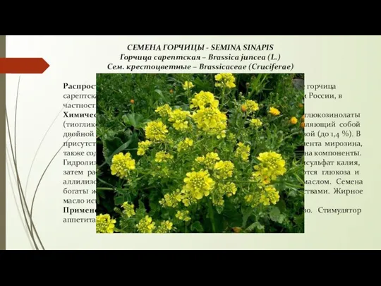 СЕМЕНА ГОРЧИЦЫ - SEMINA SINAPIS Горчица сарептская – Brassica juncea (L.)