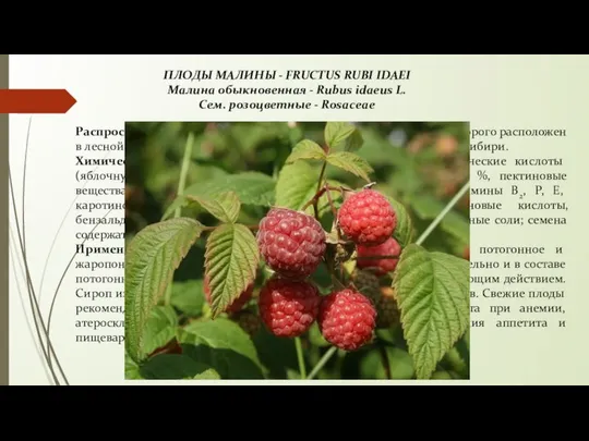 ПЛОДЫ МАЛИНЫ - FRUCTUS RUBI IDAEI Малина обыкновенная - Rubus idaeus