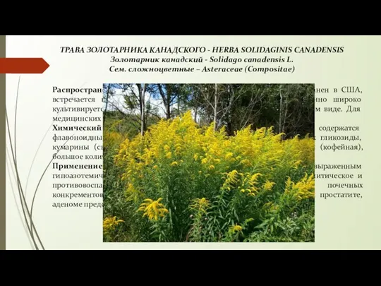 ТРАВА ЗОЛОТАРНИКА КАНАДСКОГО - HERBA SOLIDAGINIS CANADENSIS Золотарник канадский - Solidago