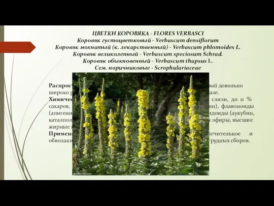 ЦВЕТКИ КОРОВЯКА - FLORES VERBASCI Коровяк густоцветковый - Verbascum densiflorum Коровяк