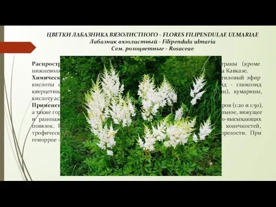 ЦВЕТКИ ЛАБАЗНИКА ВЯЗОЛИСТНОГО - FLORES FILIPENDULAE ULMARIAE Лабазник вязолистный - Filipendula