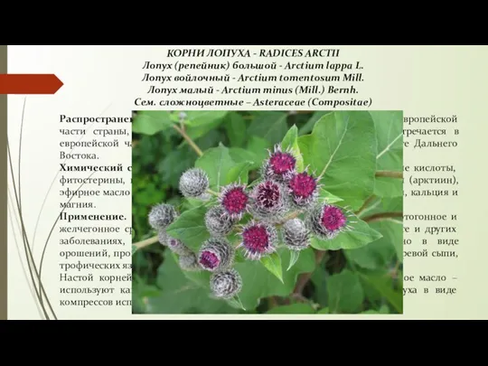 КОРНИ ЛОПУХА - RADICES ARCTII Лопух (репейник) большой - Arctium lappa