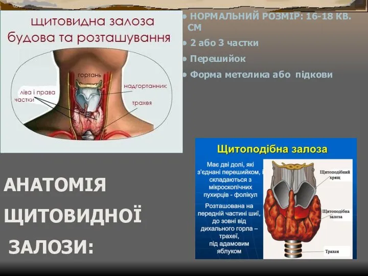 АНАТОМІЯ ЩИТОВИДНОЇ ЗАЛОЗИ: НОРМАЛЬНИЙ РОЗМІР: 16-18 КВ. СМ 2 або 3