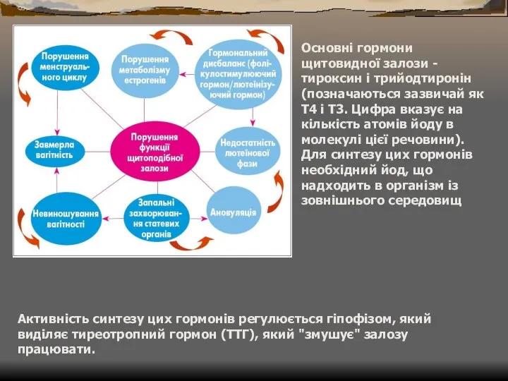 Основні гормони щитовидної залози - тироксин і трийодтиронін (позначаються зазвичай як