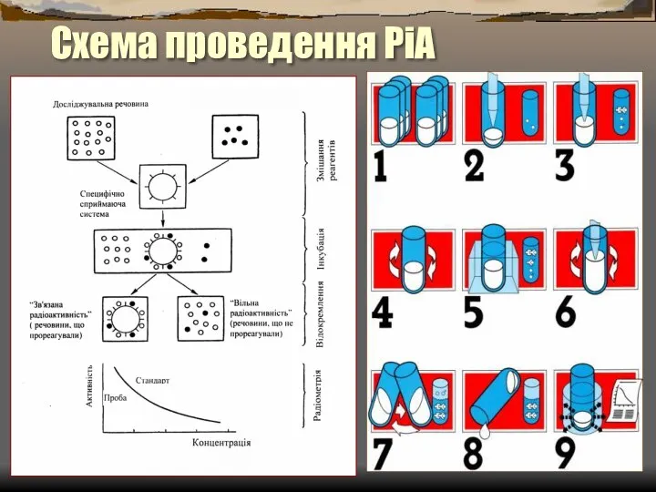 Схема проведення РіА