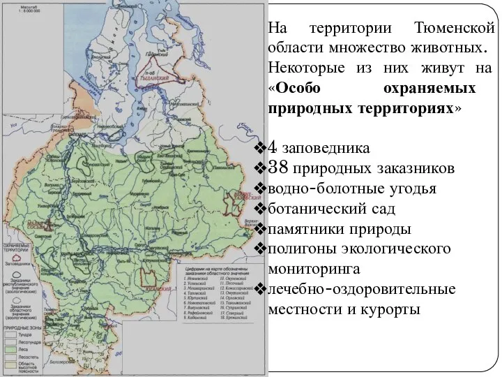 На территории Тюменской области множество животных. Некоторые из них живут на