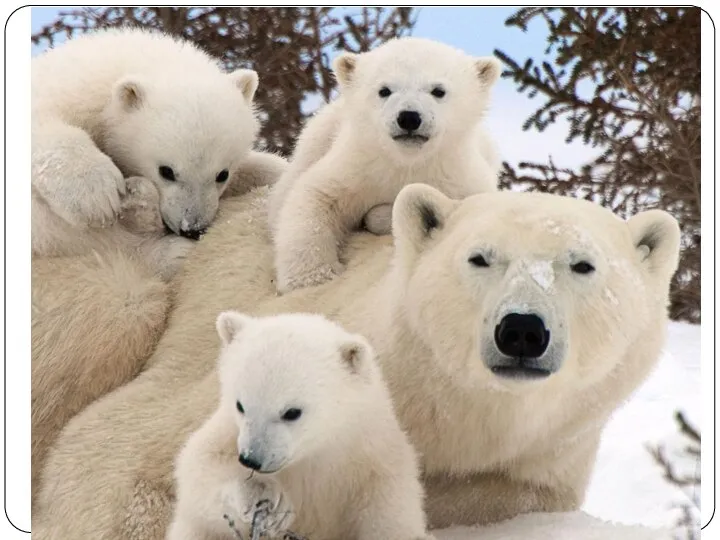Белый медведь - самый крупный представитель семейства медвежьих и отряда хищных