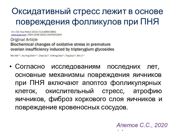 Оксидативный стресс лежит в основе повреждения фолликулов при ПНЯ Согласно исследованиям