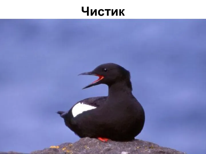 Чистик