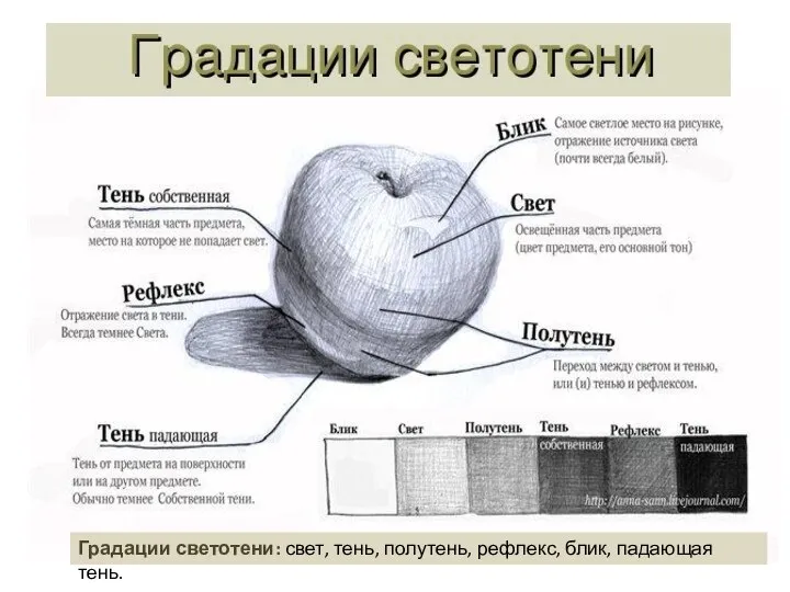 Градации светотени: свет, тень, полутень, рефлекс, блик, падающая тень.