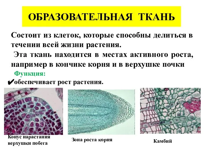 ОБРАЗОВАТЕЛЬНАЯ ТКАНЬ Состоит из клеток, которые способны делиться в течении всей