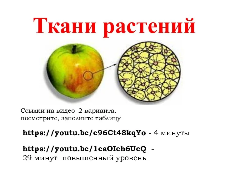 Ткани растений https://youtu.be/1eaOIeh6UcQ - 29 минут повышенный уровень https://youtu.be/e96Ct48kqYo - 4