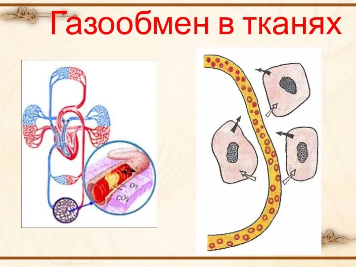 Газообмен в тканях