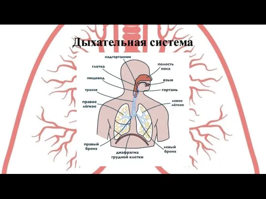 Дыхательная система