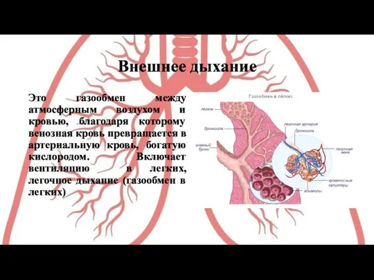 Внешнее дыхание Это газообмен между атмосферным воздухом и кровью, благодаря которому