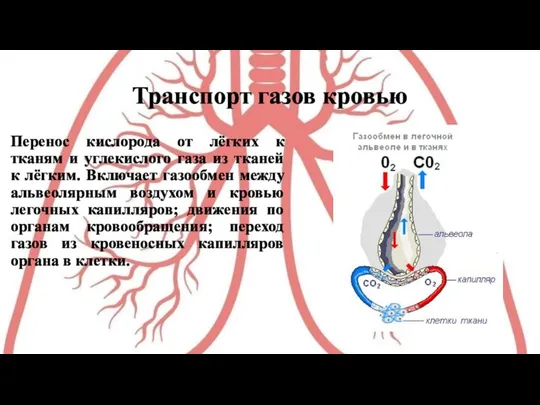 Транспорт газов кровью Перенос кислорода от лёгких к тканям и углекислого
