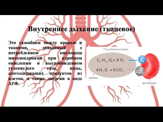 Внутреннее дыхание (тканевое) Это газообмен между кровью и тканями, связанный с